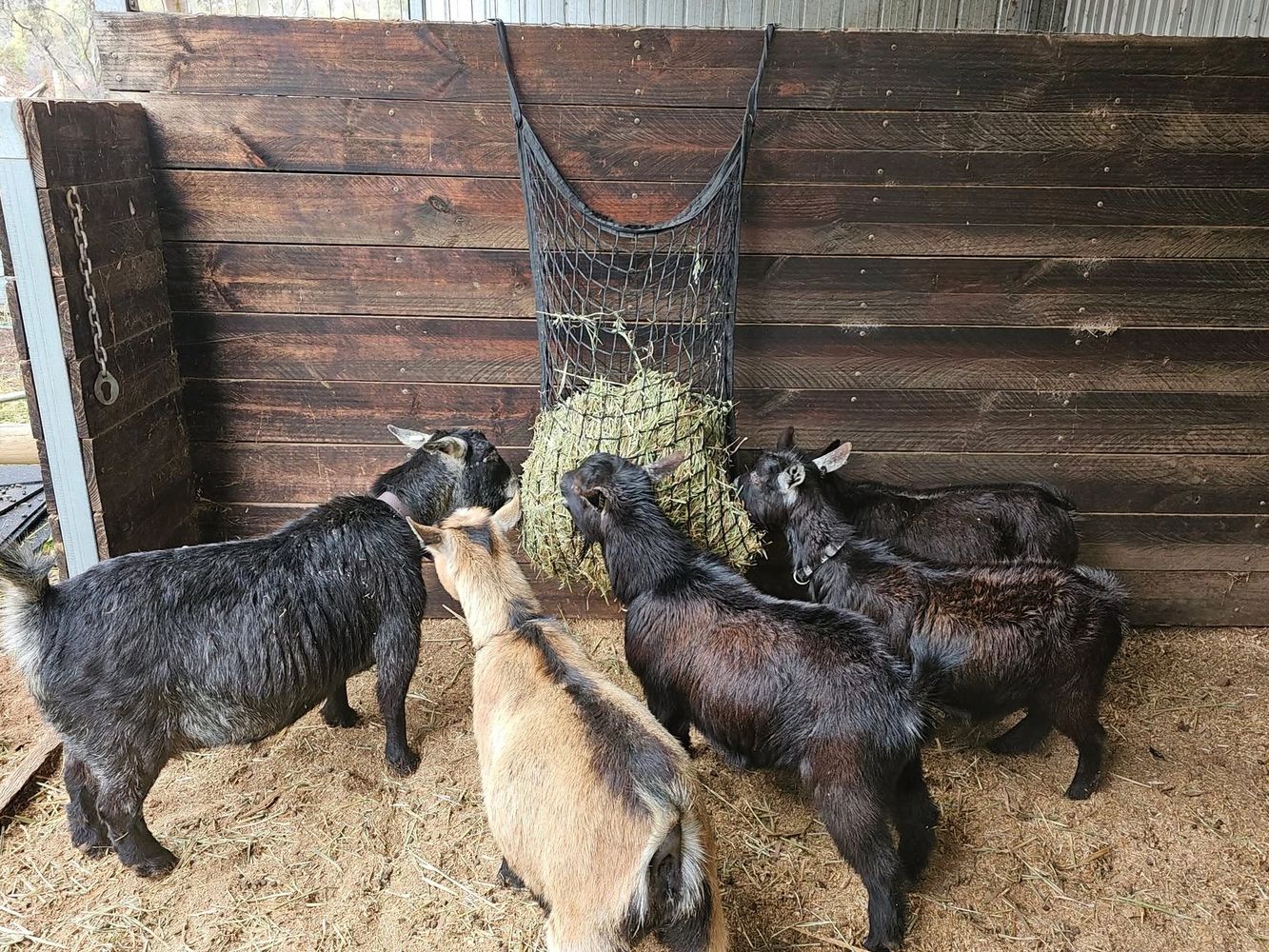 Goats eating hay from a hanging net feeder.