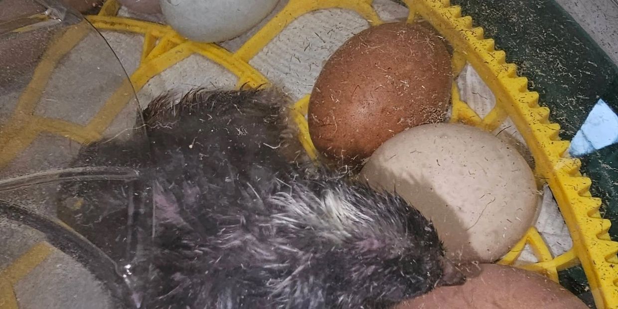 Newly hatched chick lying next to eggs in an incubator.