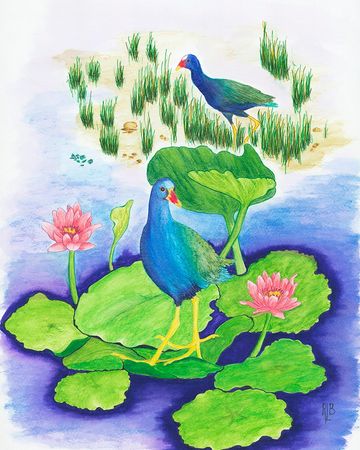Colorful birds standing on lily pads surrounded by water and flowers.
