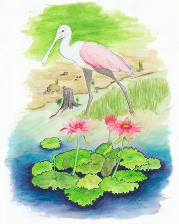 Watercolor painting of a pink and white bird near water lilies.