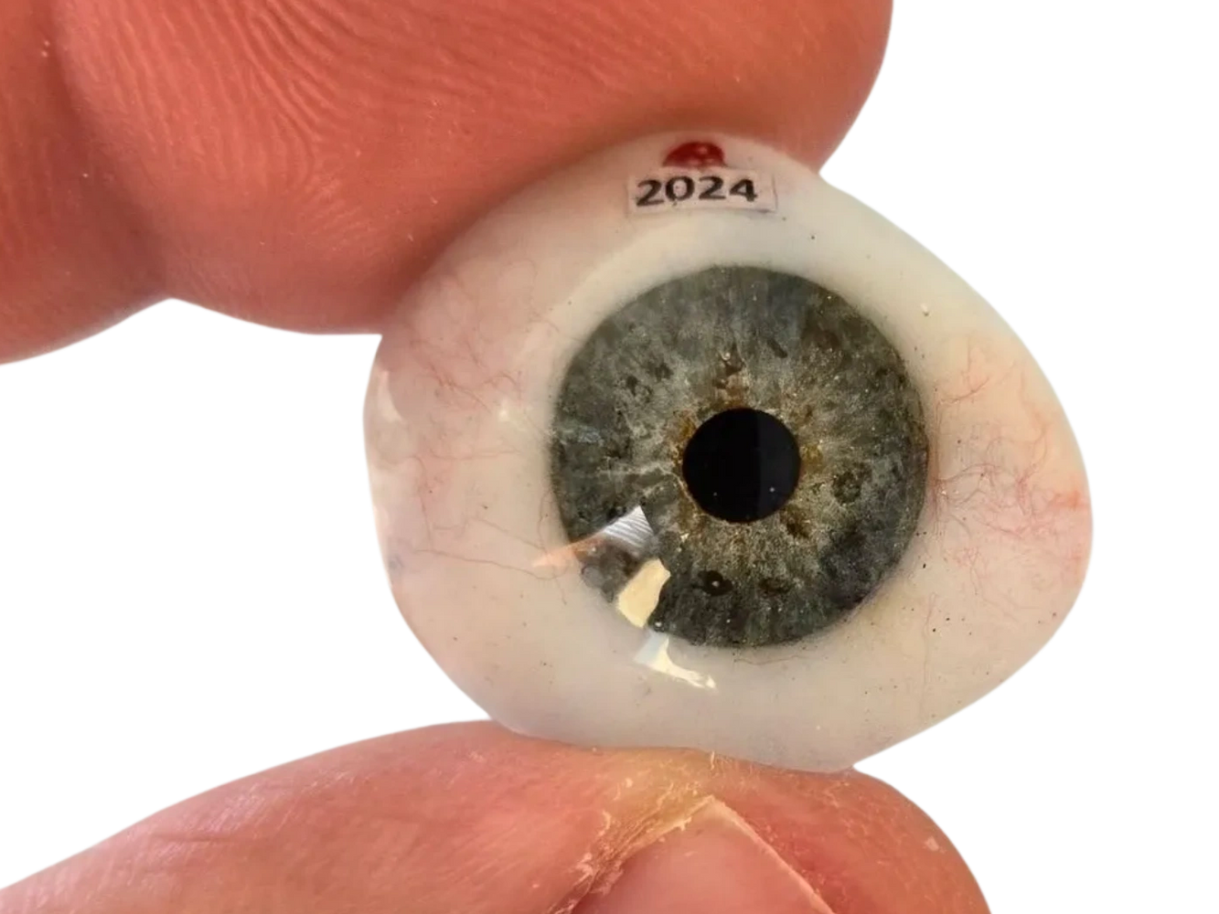 holding a custom made artificial eye 