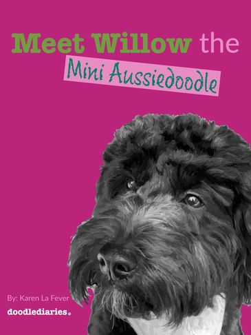 Meet Willow the Mini Aussiedoodle