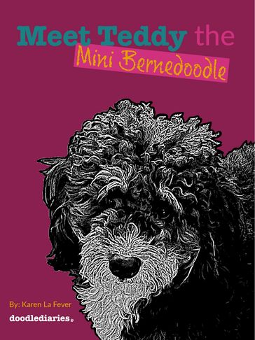 Meet Teddy the Mini Bernedoodle