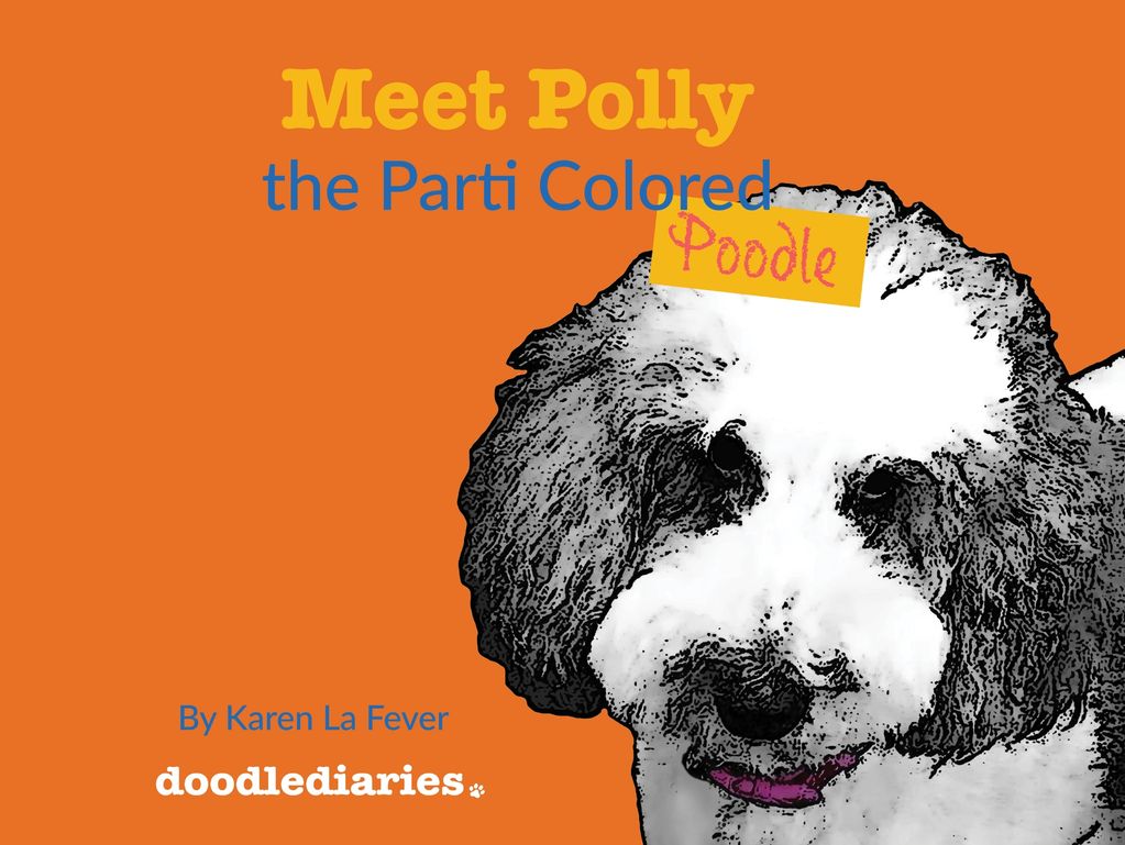 Meet Polly the Parti Colored Poodle