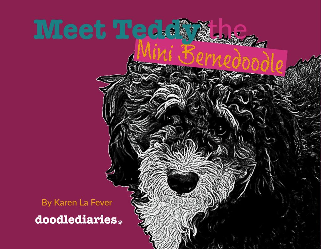 Meet Teddy the Bernedoodle