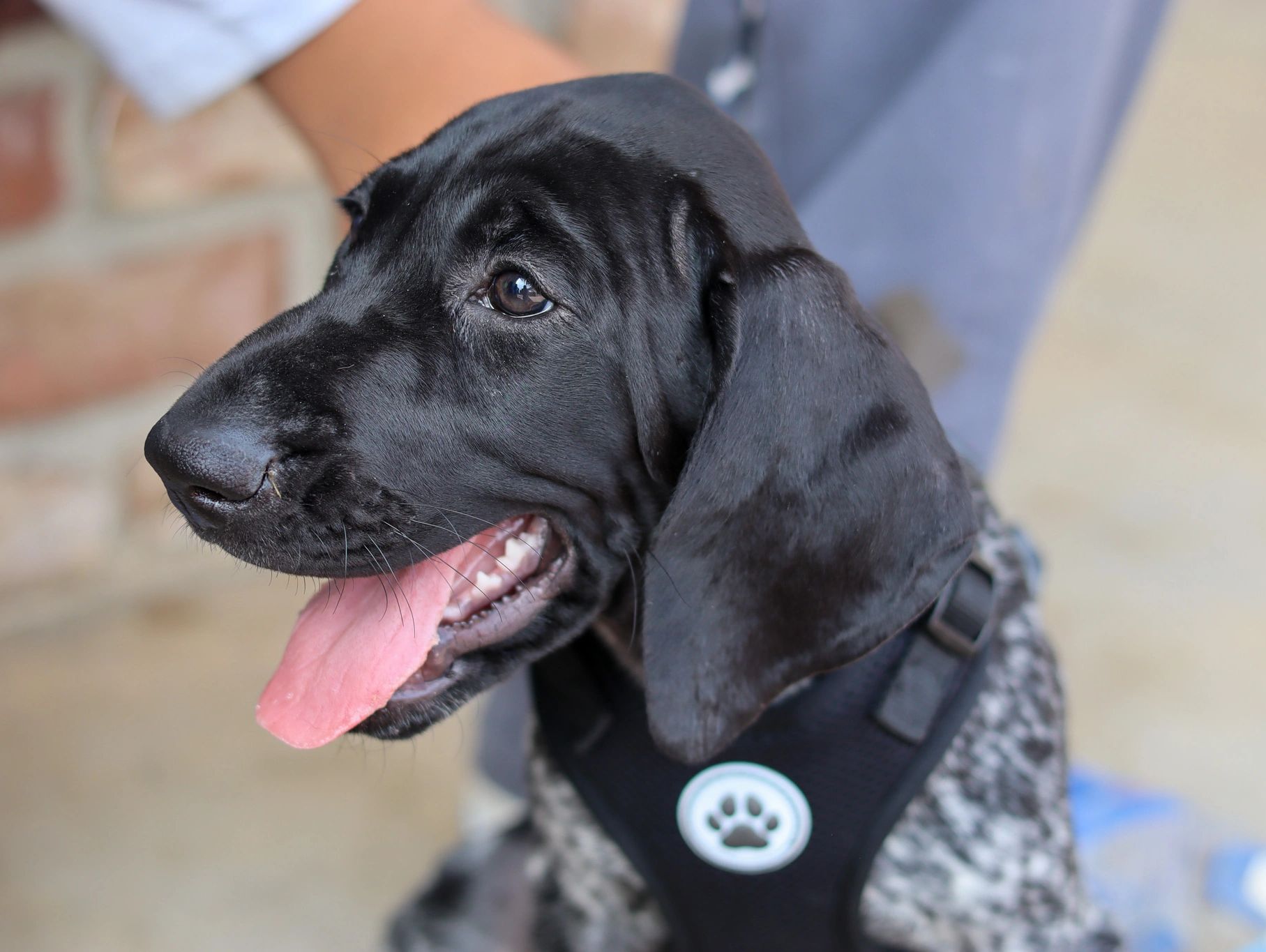 Close-up of a happy black dog panting with tongue out.