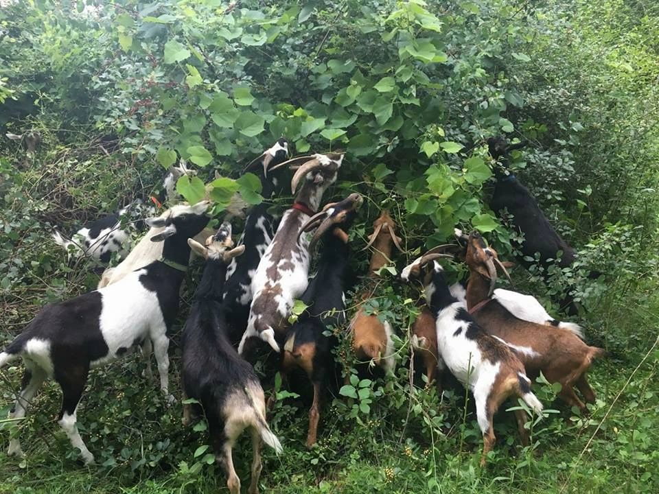HIKE WITH THE GOATS