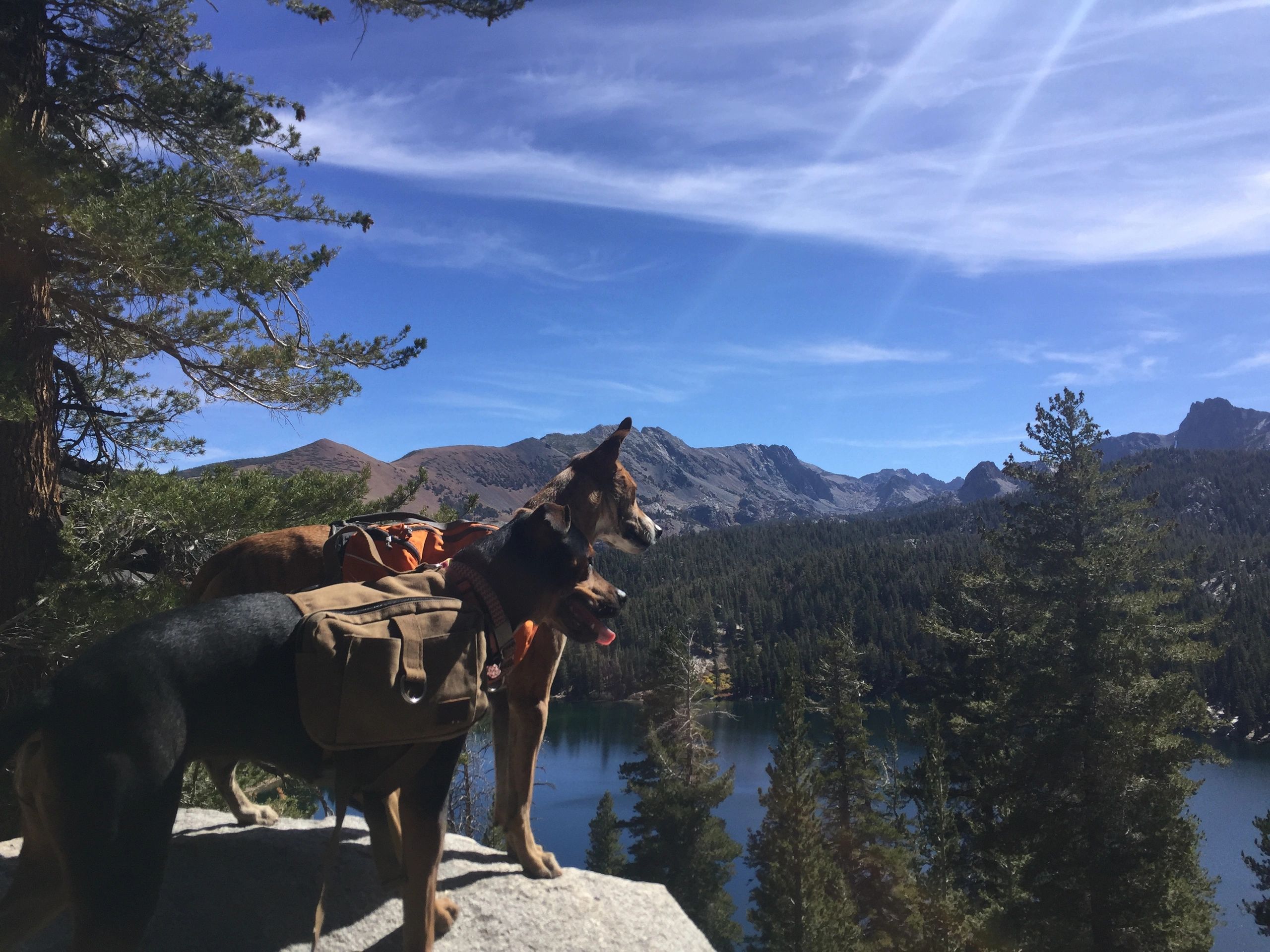 Dog Friendly Mammoth Sierra Dog Ventures