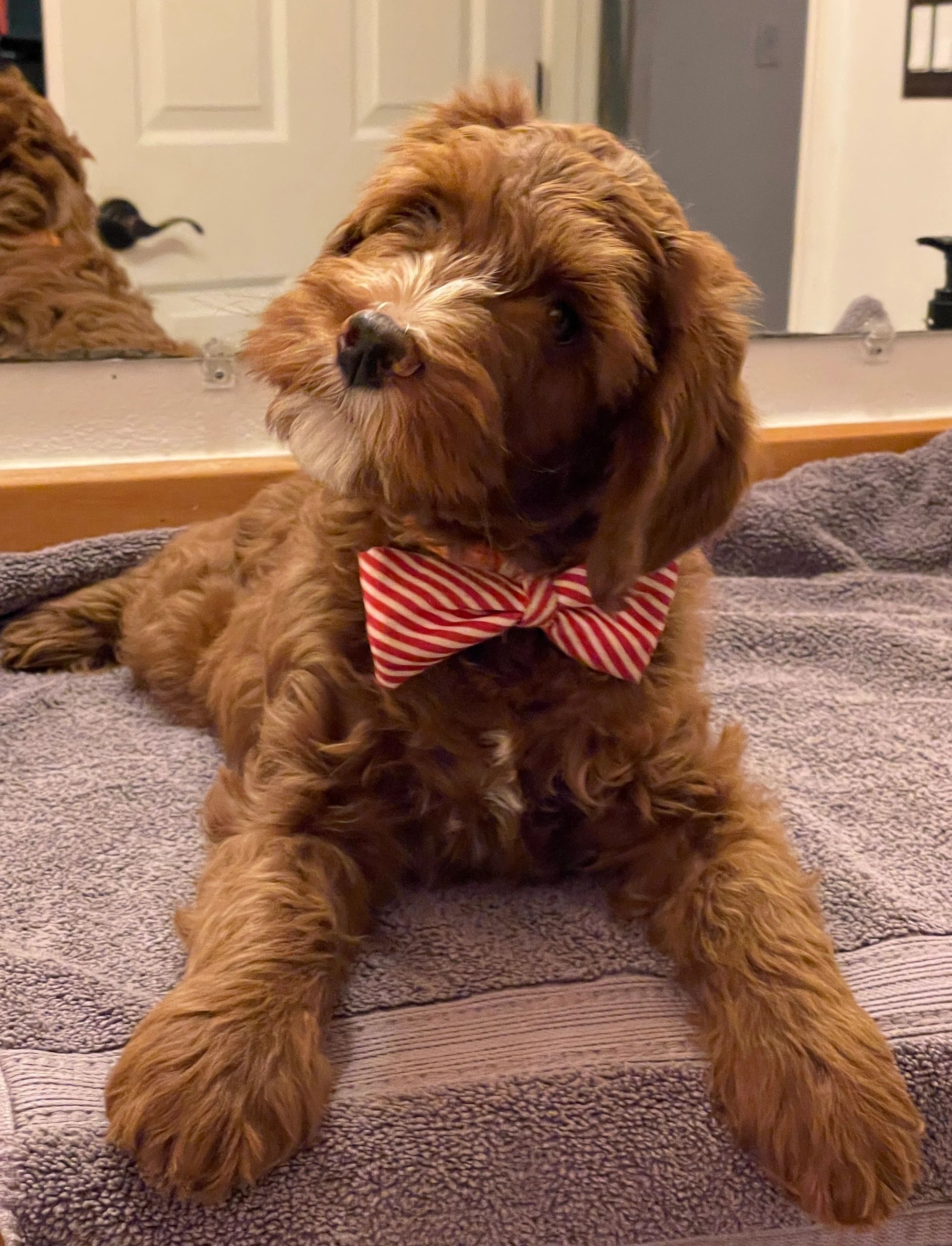 Are Labradoodle Puppies Lazy