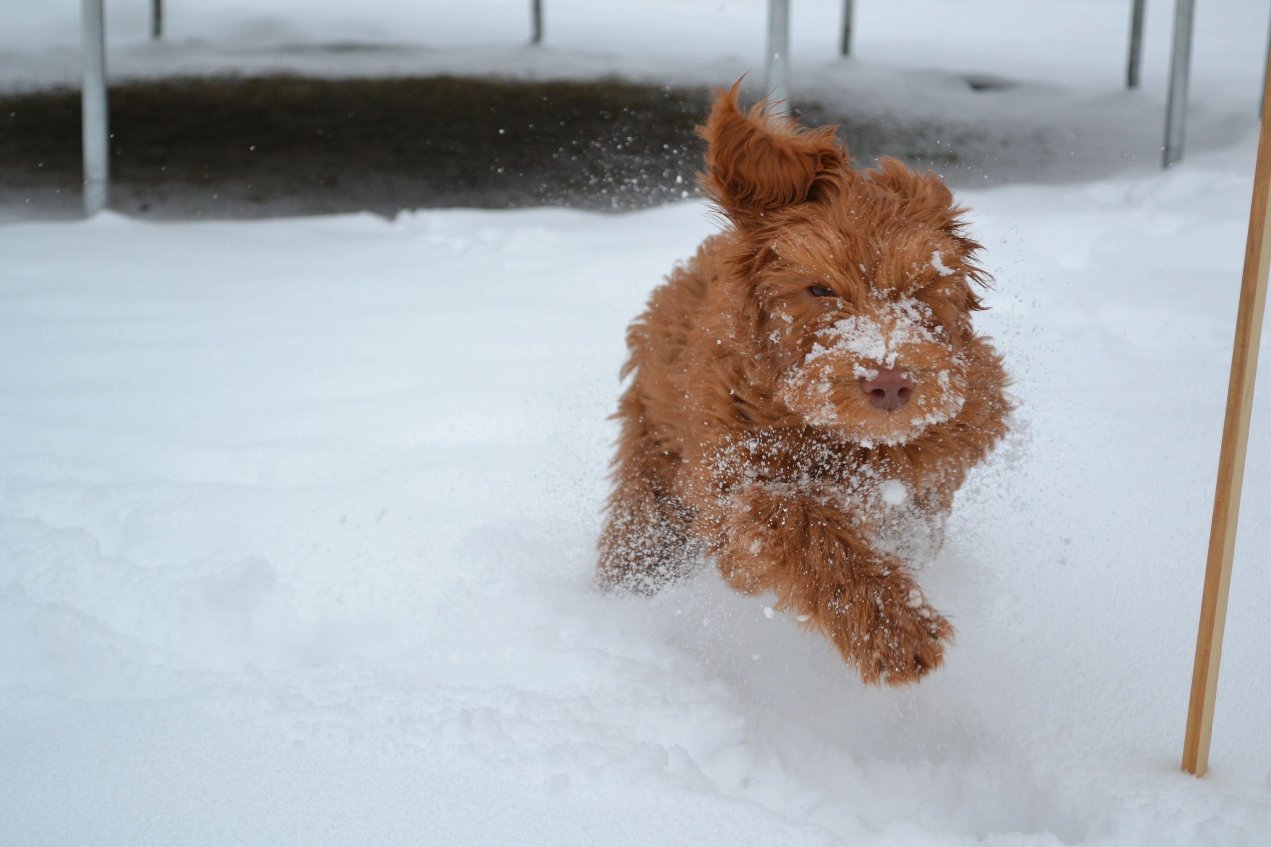 Australian Labradoodle Puppy Lazy Mountain Labradoodles