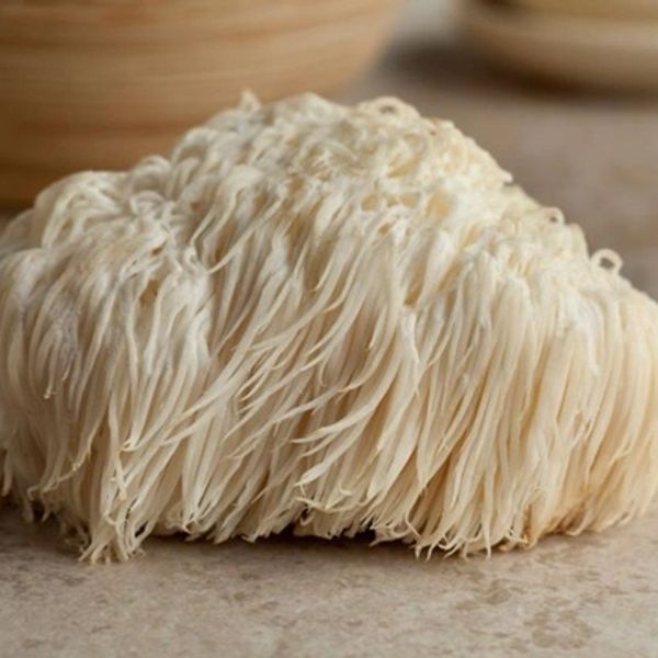 Close-up of a Lion's Mane mushroom with its distinctive long, white spines.