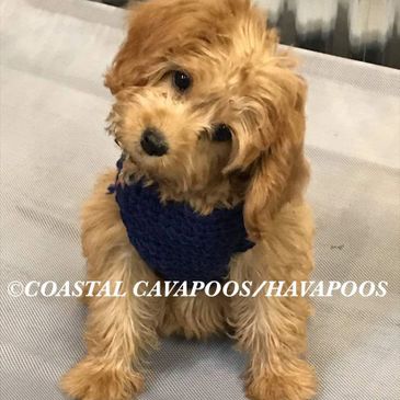 Coastalhavapoocavapoo Cavapoo Puppies Havapoo Puppies