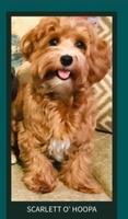 Coastal Havapoo Cavapoo Puppies 