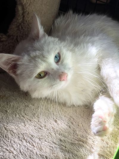 Ghost, Adopted 2015. Found as a dirty, sick stray in a parking lot. His family adores him!  