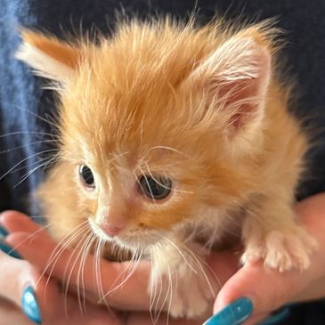 Tiny orange kitten held in hands.