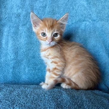 A small orange tabby kitten sitting against a blue background.