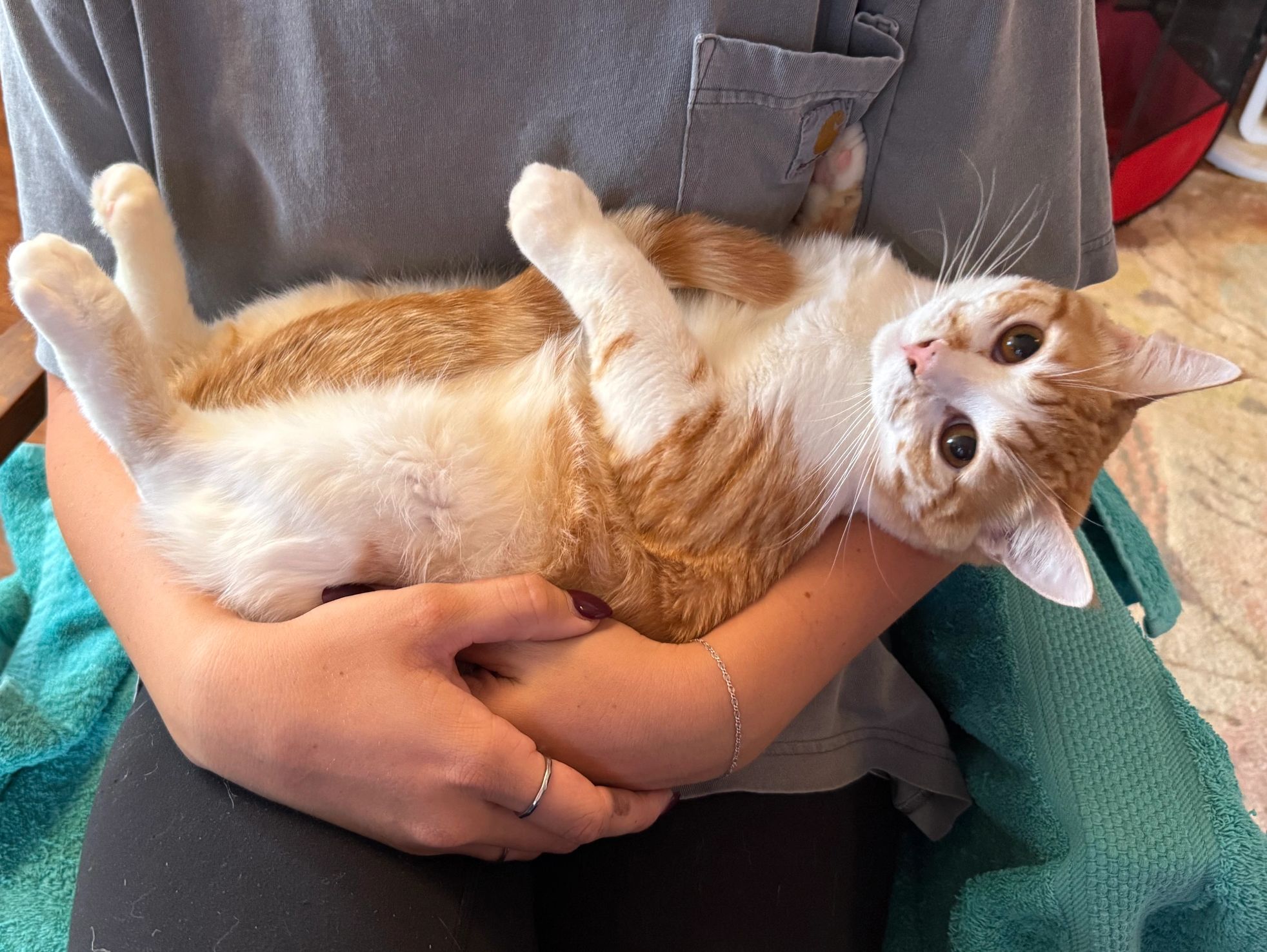 Person holding a relaxed orange and white cat.