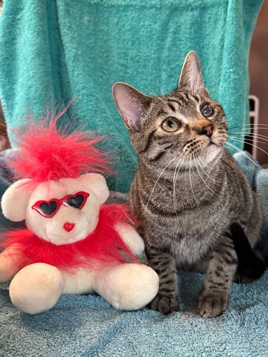 

Seemore with stuffed animal

