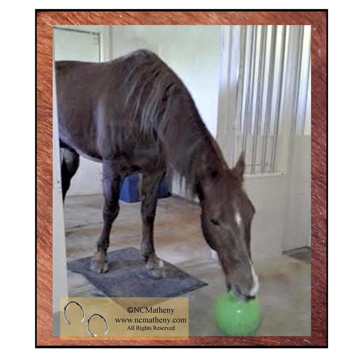 Casey home after colic surgery, nursing on his green Jolly Ball