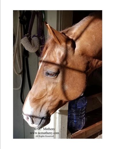 A cold winter day in Ohio, and the sun was pouring onto the porch. Casey was wanting to go outside 