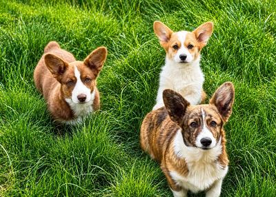 Three attentive corgi dogs sitting on lush green grass.