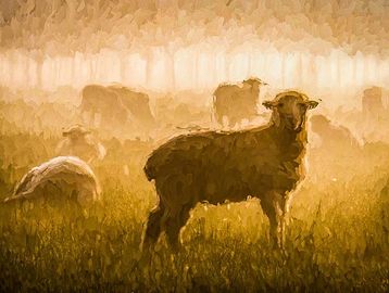 Sheep in Foggy Vineyard, Photography by Bonnie Polson