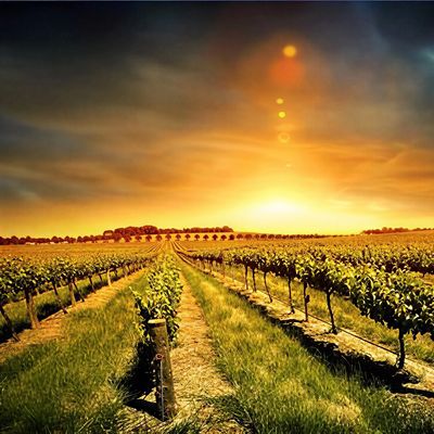 Sunset over a lush vineyard.
