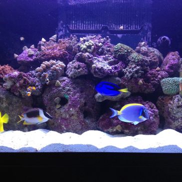 Saltwater supplies near me sale
