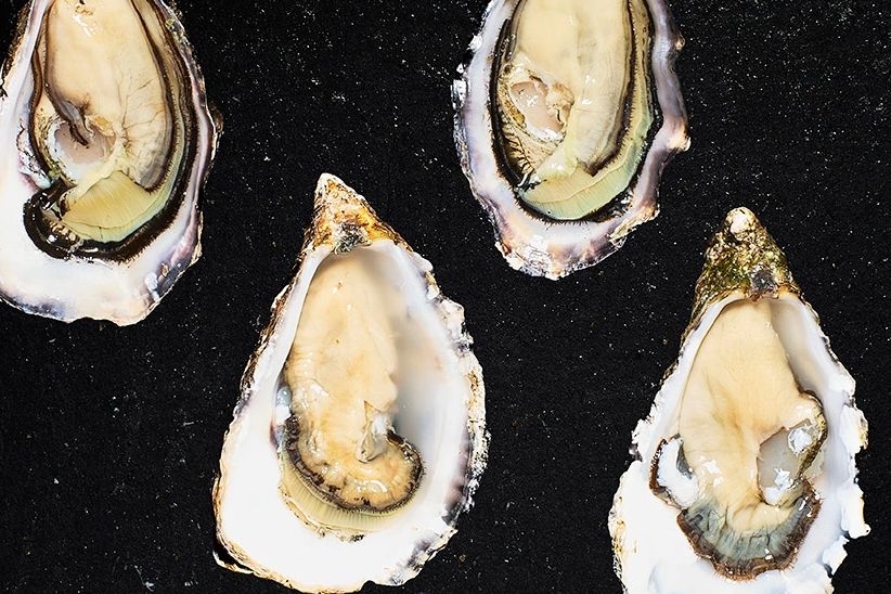 Oyster Masterclass