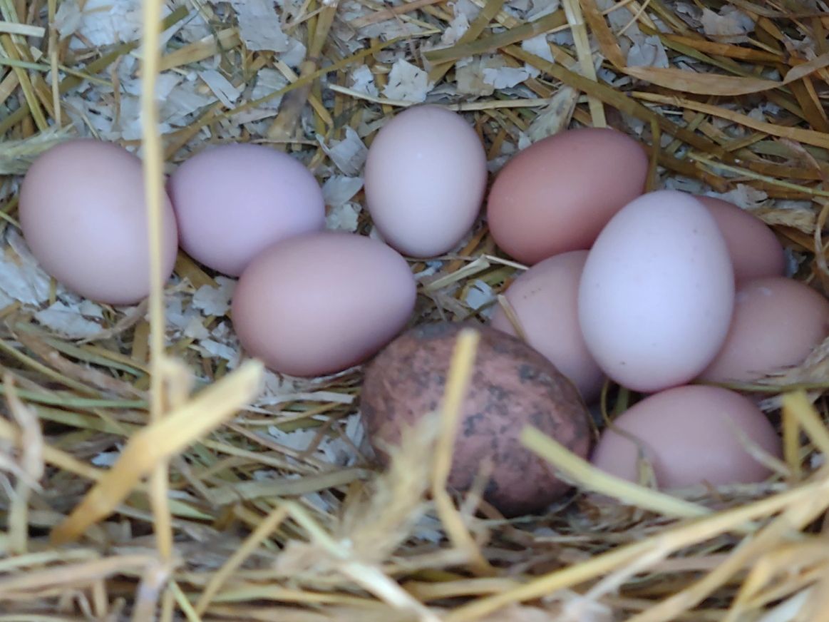 When And How To Wash Fresh Eggs