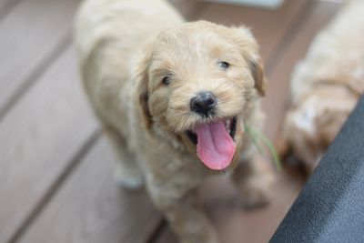 Happy golden puppy with tongue out looking up.