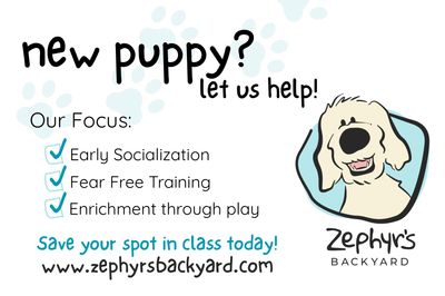 Advertisement for puppy training classes focusing on socialization, fear-free training, and enrichment.