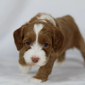 Adorable brown and white puppy walking towards the camera.