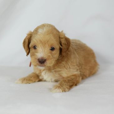 A small, fluffy light brown puppy lying down on a white surface.
