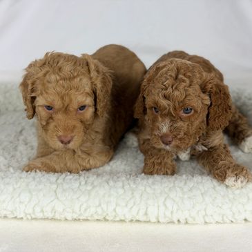 Two curly-haired puppies sitting on a soft white blanket.
