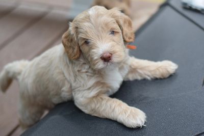 Fluffy light brown puppy resting on a black surface outdoors.