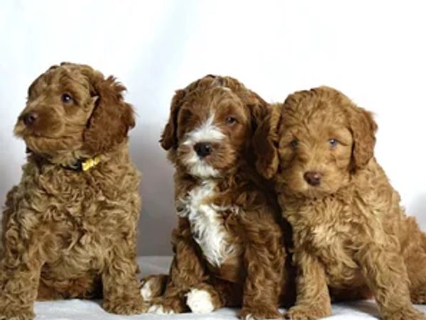 Three adorable curly-haired puppies sitting next to each other.