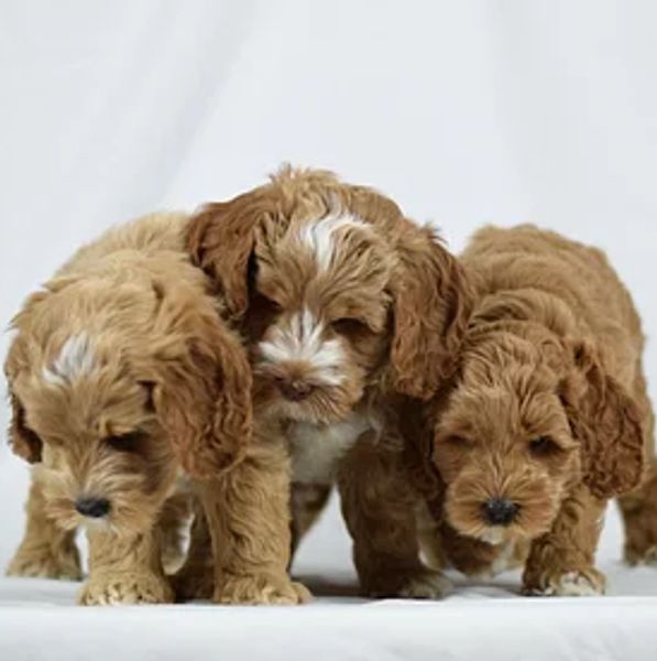 Three adorable brown and white puppies standing close together.
