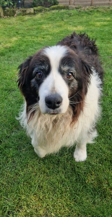Harvey during his dog sitting pop in visit in Sidcup.
