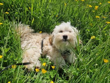 Kobi enjoying the sun and grass in Blackfen's parks on his dog walk.