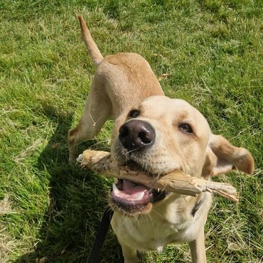 Kodi showing off his smile during his long dog walk around Sidcup.