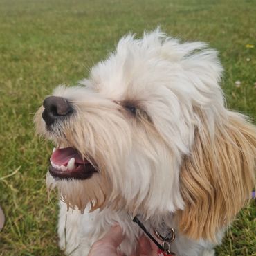 Kobi getting a good scratch during his dog walk in Blackfen.