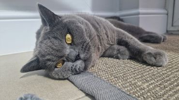 Coco looking majestic during her cat pop in visit in Sidcup.