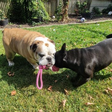 Bow and Belle playing in the sun during their dog sit pop in visit in Bexley.