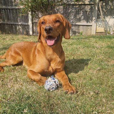 Monty sunbathing during his dog sitting pop in visit in New Eltham.