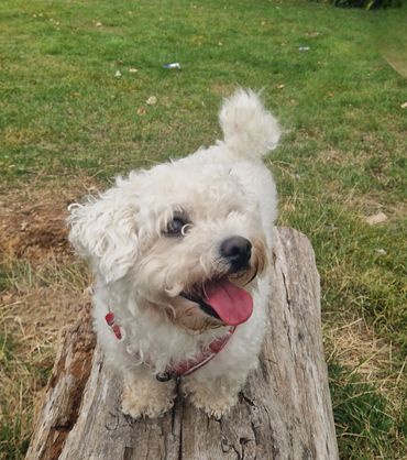 Lola smiling for the camera during her dog walk in Blackfen.