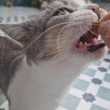 Luna having a treat during her cat pop in, in Bexley.