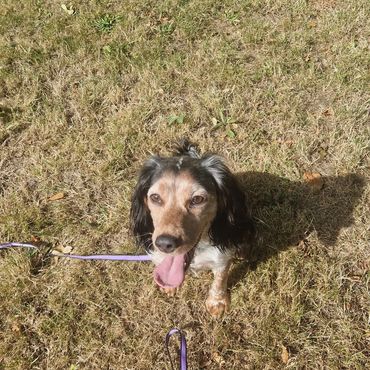 Here is Sadie on her 60 minute dog walk in Erith enjoying her run around the park.