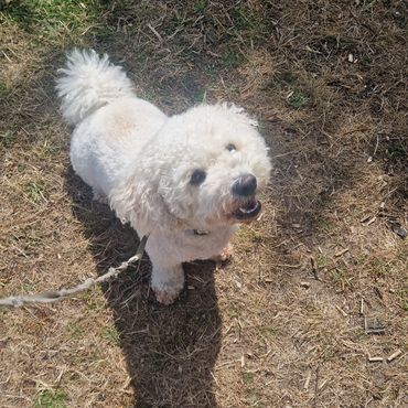 Here is Milly enjoying her long walk around the woods and park in Blackfen.