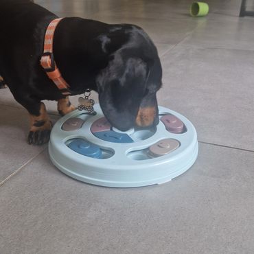 Sonny is immersed in a puzzle treat game in Chislehurst.  